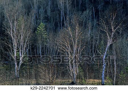 Evening light glinting off birch trees in early spring, Greater Sudbury, Ontario, Canada. View Large Photo Image Stock Image - Evening light glinting off birch trees in early spring, Greater Sudbury, Ontario, Canada.. Fotosearch