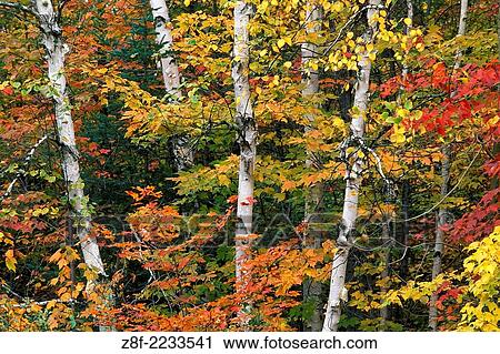 Fall colors on paper birch (Betula papyrifera) and red maple trees (Acer rubrum) with yellow and red colour. View Large Photo Image Stock Image - Fall colors on paper birch (Betula papyrifera) and red maple trees (Acer rubrum) with yellow and red colour.. Fotosearch