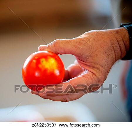 Farmer´s hand holding a tomato with some discoloration. View Large Photo Image Stock Photo - Farmer´s hand holding a tomato with some discoloration.. Fotosearch
