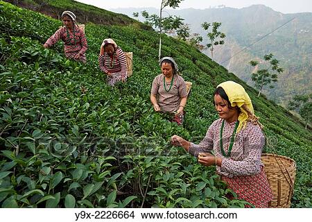 Female labor workers harvesting tea leaves in the tea plantation of the Glenburn Tea Estates in Darjeeling, first established in 1859. View Large Photo Image Picture - Female labor workers harvesting tea leaves in the tea plantation of the Glenburn Tea Estates in Darjeeling, first established in 1859.. Fotosearch