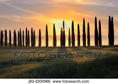Fields with row of cypress at sunrise, Val d´Orcia, Orcia Valley, Tuscany Landscape, UNESCO world heritage site, Pienza, Siena Province, Tuscany, Italy. View Large Photo Image Stock Photograph - Fields with row of cypress at sunrise, Val d´Orcia, Orcia Valley, Tuscany Landscape, UNESCO world heritage site, Pienza, Siena Province, Tuscany, Italy.. Fotosearch