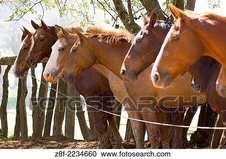 Fiesta de la Tradicion, San Antonio de Areco, Provincia de Buenos Aires, Argentina. View Large Photo Image Stock Image - Fiesta de la Tradicion, San Antonio de Areco, Provincia de Buenos Aires, Argentina.. Fotosearch