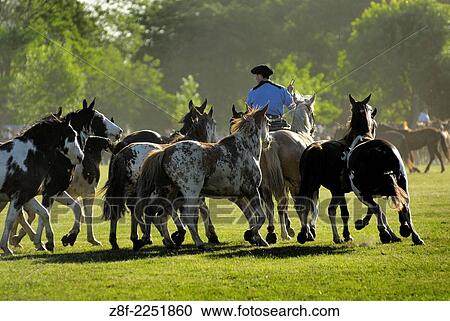 Fiesta de la Tradición, San Antonio de Areco, Provincia de Buenos Aires, Argentina, South America. View Large Photo Image Stock Image - Fiesta de la Tradición, San Antonio de Areco, Provincia de Buenos Aires, Argentina, South America.. Fotosearch