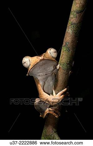 File-eared tree frog Polypedates otilophus View Large Photo Image Stock Photograph - File-eared tree frog Polypedates otilophus. Fotosearch