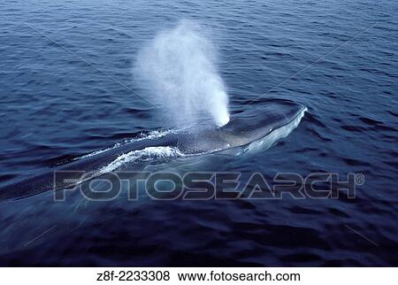 Fin whale. Balaenoptera physalus. Photographed in the Gulf of Maine, North Atlantic Ocean. View Large Photo Image Stock Photo - Fin whale. Balaenoptera physalus. Photographed in the Gulf of Maine, North Atlantic Ocean.. Fotosearch