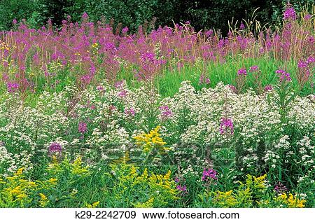 Stock Photo - Fireweed (Epilobium angustifoloium) with asters in late summer- double exposure, Whitefish, Ontario, Canada.. Fotosearch