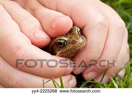 Five year old girl with Common frog, Rana temporaria, Bedfordshire, England. View Large Photo Image Stock Photo - Five year old girl with Common frog, Rana temporaria, Bedfordshire, England.. Fotosearch