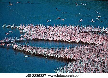 Flamingos, Lake Bogoria, Kenya. View Large Photo Image Stock Photo - Flamingos, Lake Bogoria, Kenya.. Fotosearch