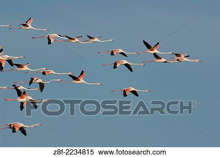 Flock of flamingos (Phoenicopterus ruber) flying on brackish water. Salobrar de Campos, Mallorca, Spain, Europe. View Large Photo Image Stock Photography - Flock of flamingos (Phoenicopterus ruber) flying on brackish water. Salobrar de Campos, Mallorca, Spain, Europe.. Fotosearch