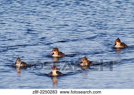 Flock of Red-Breasted Merganser females swimming. (Mergus serrator). Bolsa Chica Wetlands, California. View Large Photo Image Stock Image - Flock of Red-Breasted Merganser females swimming. (Mergus serrator). Bolsa Chica Wetlands, California.. Fotosearch