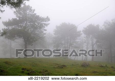 Foggy landscape, Basque Country, Spain View Large Photo Image Stock Image - Foggy landscape, Basque Country, Spain. Fotosearch