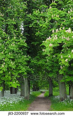 Footpath through blossoming Chestnut surrounded of blooming Ramsons (Wild garlic), (Allium ursinum) in spring at castle Park Putbus, Insel Rügen, Isle of Ruegen, Mecklenburg-Vorpommern, Germany. View Large Photo Image Stock Photo - Footpath through blossoming Chestnut surrounded of blooming Ramsons (Wild garlic), (Allium ursinum) in spring at castle Park Putbus, Insel Rügen, Isle of Ruegen, Mecklenburg-Vorpommern, Germany.. Fotosearch