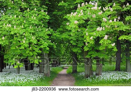 Footpath through blossoming Chestnut surrounded of blooming Ramsons (Wild garlic), (Allium ursinum) in spring at castle Park Putbus, Insel Rügen, Isle of Ruegen, Mecklenburg-Vorpommern, Germany. View Large Photo Image Stock Photograph - Footpath through blossoming Chestnut surrounded of blooming Ramsons (Wild garlic), (Allium ursinum) in spring at castle Park Putbus, Insel Rügen, Isle of Ruegen, Mecklenburg-Vorpommern, Germany.. Fotosearch
