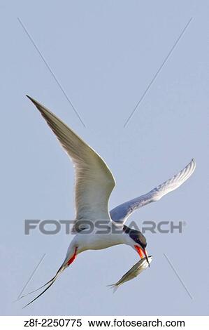 Forster´s Tern flys with fish in it´s bill while assuming an exaggerated posture as part of a courtship and bonding ritual. (Sterna forsteri). Bolsa Chica Wetlands, California. View Large Photo Image Stock Photography - Forster´s Tern flys with fish in it´s bill while assuming an exaggerated posture as part of a courtship and bonding ritual. (Sterna forsteri). Bolsa Chica Wetlands, California.. Fotosearch