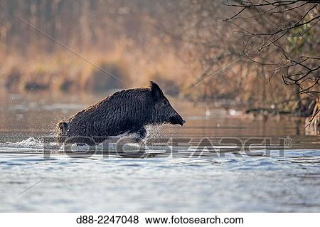 Stock Photo - France, Alsace, Rhine forest, Wild Boar (Sus scrofa), swim across an arm of water.. Fotosearch