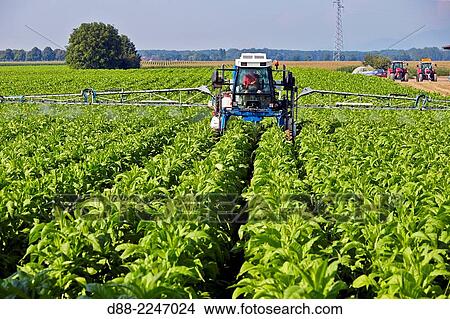 France, Bas-Rhin, Westhouse, Tobacco Blond of Virginia, phytosanitary treatment. View Large Photo Image Picture - France, Bas-Rhin, Westhouse, Tobacco Blond of Virginia, phytosanitary treatment.. Fotosearch