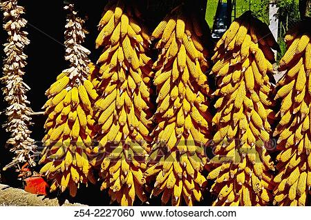 Stock Image - Fresh Organic Ripe Corns, Asturias, Spain.. Fotosearch