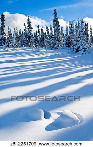 Fresh snow in boreal forest, Northern Manitoba, MB, Canada. View Large Photo Image Stock Photo - Fresh snow in boreal forest, Northern Manitoba, MB, Canada.. Fotosearch