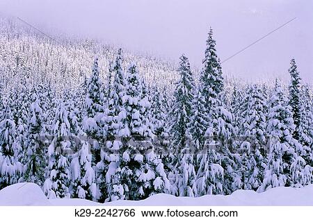 Fresh snow on backcountry trees, Pemberton, BC,. View Large Photo Image Stock Photograph - Fresh snow on backcountry trees, Pemberton, BC,.. Fotosearch