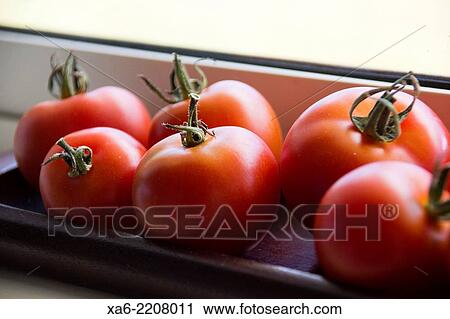 Fresh tomatoes from the garden ripen on a windowsill. View Large Photo Image Stock Image - Fresh tomatoes from the garden ripen on a windowsill.. Fotosearch