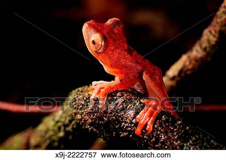 Frog of borneo, Harlequin Tree Frog, Phacophorus pardalis, national park, sarawak, malaysia, borneo View Large Photo Image Stock Photo - Frog of borneo, Harlequin Tree Frog, Phacophorus pardalis, national park, sarawak, malaysia, borneo. Fotosearch