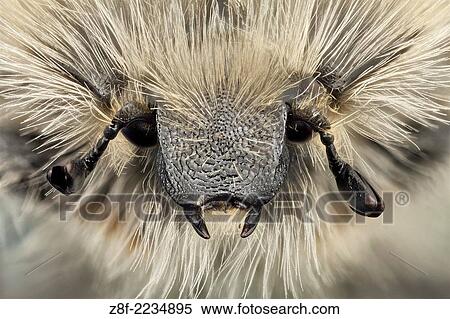 Front view of a flower beetle; this species is covered with a thick and long tawny hair. View Large Photo Image Stock Photography - Front view of a flower beetle; this species is covered with a thick and long tawny hair.. Fotosearch