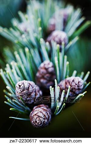 Frosted Pine cones. View Large Photo Image Stock Photo - Frosted Pine cones.. Fotosearch