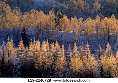 Frosted winter trees at sunrise, Greater Sudbury, Ontario, Canada. View Large Photo Image Stock Photo - Frosted winter trees at sunrise, Greater Sudbury, Ontario, Canada.. Fotosearch