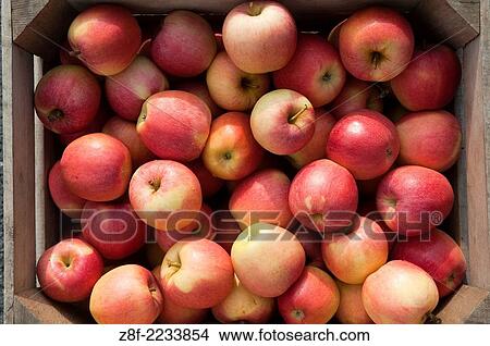 Gala Apples at Catoctin Mountain Orchard, Thurmont Maryland. View Large Photo Image Picture - Gala Apples at Catoctin Mountain Orchard, Thurmont Maryland.. Fotosearch