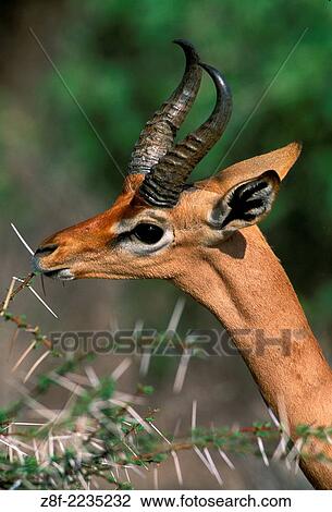 Stock Image - Gerenuk, Samburu.. Fotosearch