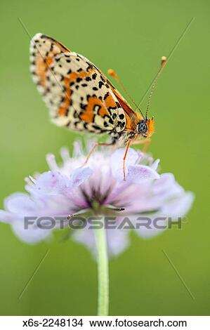Picture - Glanville Fritillary -Melitaea cinxia-, Savoie, France.. Fotosearch