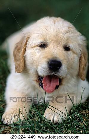 Stock Photo - Golden retriever puppy, Greater Sudbury, Ontario, Canada.. Fotosearch