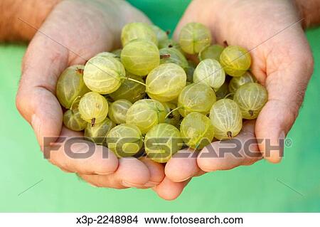 Gooseberries. View Large Photo Image Picture - Gooseberries.. Fotosearch