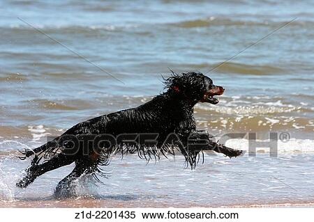 gordon setter dog running on the seashore Montrose Scotland. View Large Photo Image Stock Photography - gordon setter dog running on the seashore Montrose Scotland.. Fotosearch
