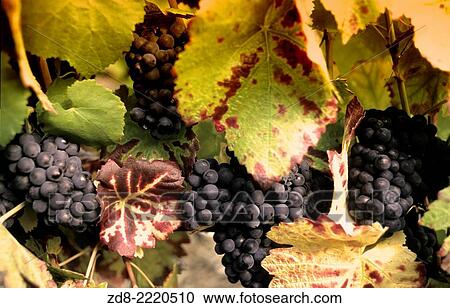 grape harvest. champagne. View Large Photo Image Stock Image - grape harvest. champagne.. Fotosearch