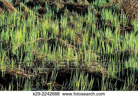 Grass clumps emerging in a spring wetland, Greater Sudbury, Ontario, Canada. View Large Photo Image Stock Photo - Grass clumps emerging in a spring wetland, Greater Sudbury, Ontario, Canada.. Fotosearch
