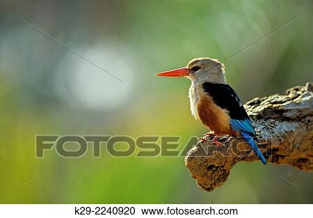 Stock Image - Gray-headed kingfisher (Halcyon leucocephala), Buffalo Springs National Reserve, Eastern, Kenya.. Fotosearch