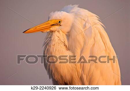Stock Photograph - Great Egret (Casmerodius albus), Bradenton, Florida, USA.. Fotosearch