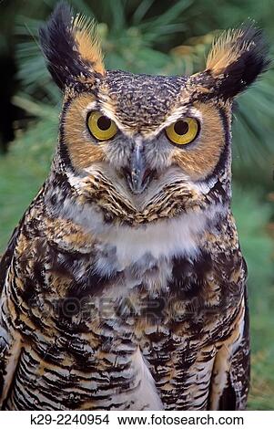 Great Horned owl (Bubo virginianus), greater Sudbury, Ontario, Canada. View Large Photo Image Picture - Great Horned owl (Bubo virginianus), greater Sudbury, Ontario, Canada.. Fotosearch
