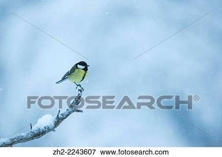 Great tit, Parus major, sitting in frosty tree. View Large Photo Image Stock Photo - Great tit, Parus major, sitting in frosty tree.. Fotosearch