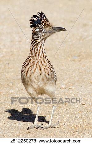 Greater Roadrunner. (Geococcyx californianus). Los Cabos, Mexico. View Large Photo Image Stock Photo - Greater Roadrunner. (Geococcyx californianus). Los Cabos, Mexico.. Fotosearch