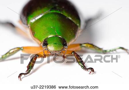 Stock Photograph - Green beetle. Fotosearch