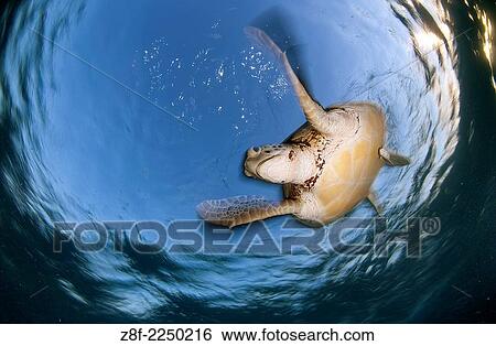 Green sea turtle, Chelonia mydas, swimming to the surface to take a breath in Akumal bay, Mexico. View Large Photo Image Stock Photograph - Green sea turtle, Chelonia mydas, swimming to the surface to take a breath in Akumal bay, Mexico.. Fotosearch