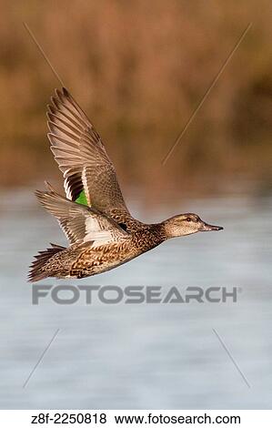 Green-Winged Teal Duck hen in flight. (Anas crecca). Bolsa Chica Wetlands, California. View Large Photo Image Stock Photo - Green-Winged Teal Duck hen in flight. (Anas crecca). Bolsa Chica Wetlands, California.. Fotosearch