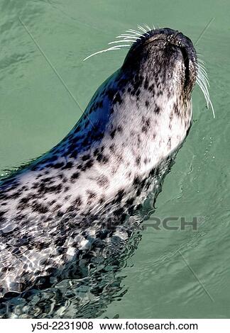 Stock Photo - grey seal, harbour seal, Icelandic coast waters of Atlantic Ocean.. Fotosearch