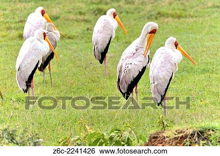 Group of Yellow-billed Storks, Mycteria ibis, Lake Nakuru National Park, Kenya. View Large Photo Image Stock Photograph - Group of Yellow-billed Storks, Mycteria ibis, Lake Nakuru National Park, Kenya.. Fotosearch