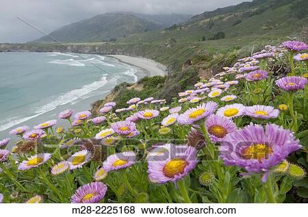 Stock Photo - Groups of asters growing on a bluff overlooking the rugged coast of Big Sur california.. Fotosearch