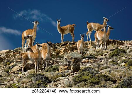 Guanacos (Lama guanicoe) Guanaco in the Wild, Perito Moreno National Park, Southern Andean Patagonia, Santa Cruz, Argentina. View Large Photo Image Stock Photo - Guanacos (Lama guanicoe) Guanaco in the Wild, Perito Moreno National Park, Southern Andean Patagonia, Santa Cruz, Argentina.. Fotosearch