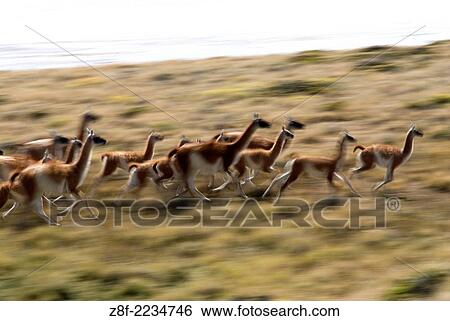 Stock Photograph - Guanacos (Lama guanicoe) Guanaco in the Wild, Perito Moreno National Park, Southern Andean Patagonia, Santa Cruz, Argentina.. Fotosearch