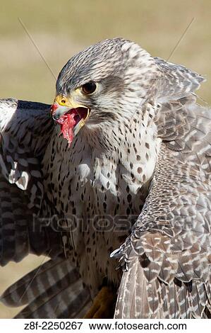 Stock Photo - Gyrfalcon eating it´s kill-closeup. (Falco rusticolus). native of northrn Canada.. Fotosearch